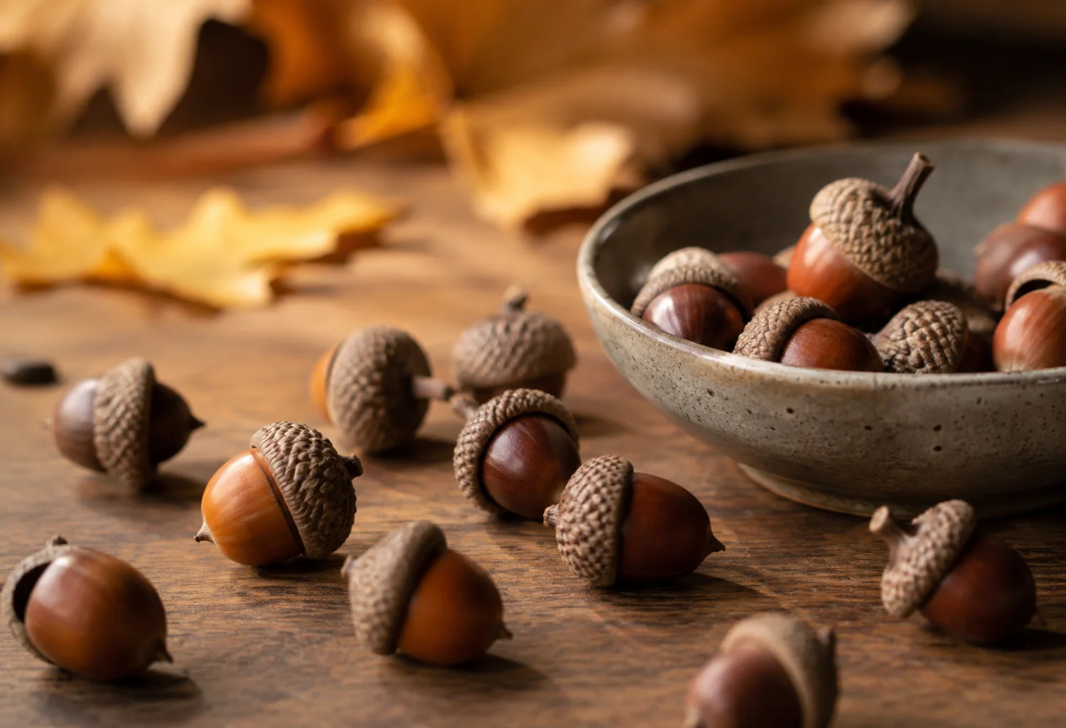 Acorn Accents