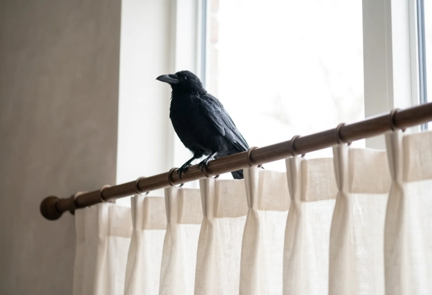 Faux Crows and Ravens