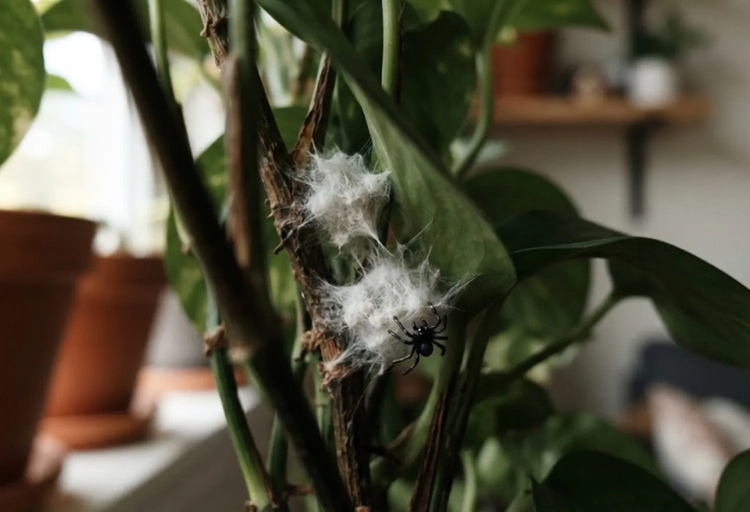 Spider Egg Sac Clusters